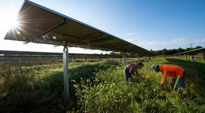 Las centrales de fotovoltaica a gran escala pueden fomentar una abundante biodiversidad