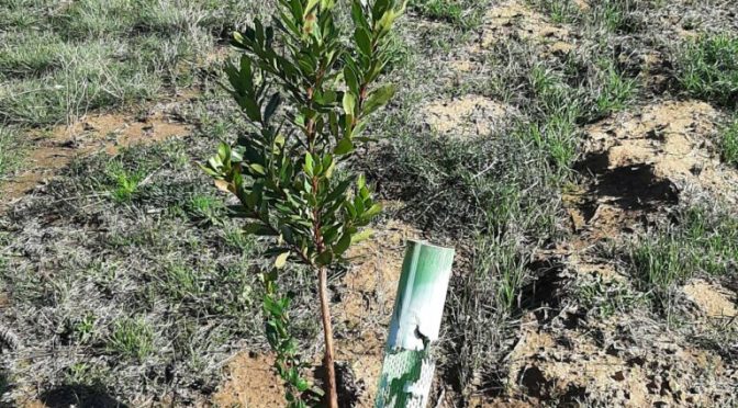 Naturgy reforesta más de 57 hectáreas de la Cañada Real Segoviana en el entorno de la planta fotovoltaica La Nava